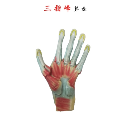 rs-8177 palm model hand joint muscle anatomy model teaching teaching mold hand specimen three-finger peak