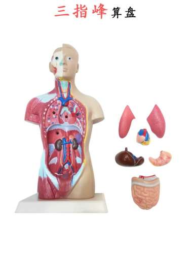 human trunk model human visceral anatomy model head and neck trunk half body muscle medical three-finger peak