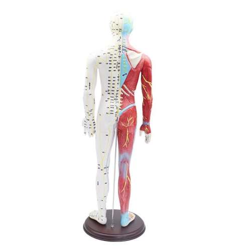 Clear Lettering Body Acupuncture Point Model Acupuncture Massage Teaching Half Skin Half Muscle Anatomy Acupuncture People Three Finger Peaks