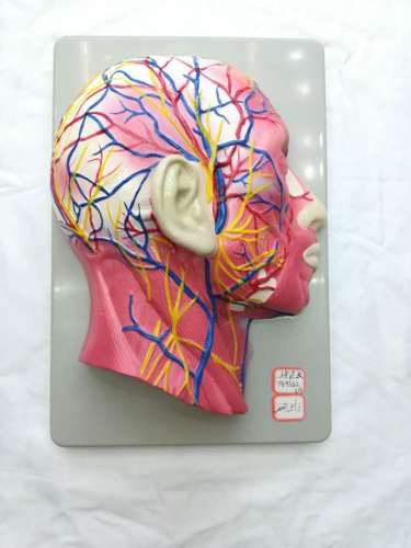 teaching simulation head superficial neurovascular model head payment cerebrovascular nerve specimen facial three-finger peak