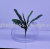 Transparent glass vase copper coin grass hydroponic plant flowerpot greenbush glassware living room round fish tank