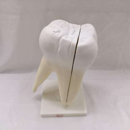 Medical White Tooth Model Teaching Science and Education Instrument