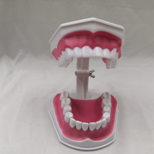 brushing model teeth model teaching model early childhood education teeth model oral model