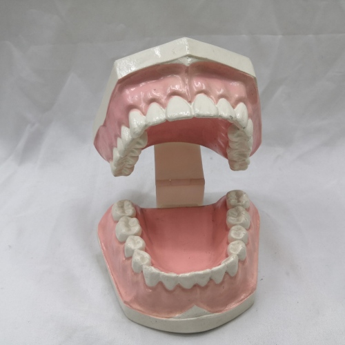 Tooth Model Dental Materials/Oral Instruments/Whitening Teeth Teaching Practice Model False Tooth Model