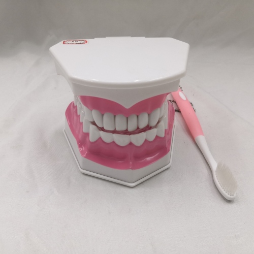 Tooth Extraction Model Tooth Model Teaching Model Early Childhood Education Removable Tooth Model Oral Model
