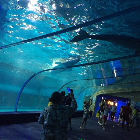 [aquarium project] large acrylic aquarium ecological landscape fish tank customized hotel hall