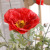 The simulation plant poppy hotel table decoration false flower spring artificial poppy simulation poppies wholesale