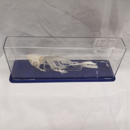 Fish Bone Museum Exhibition Skeleton Model Ornaments