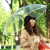 Rst116-cj small chrysanthemum umbrella transparent umbrella, dragon umbrella long handle umbrella web celebrity wholesale