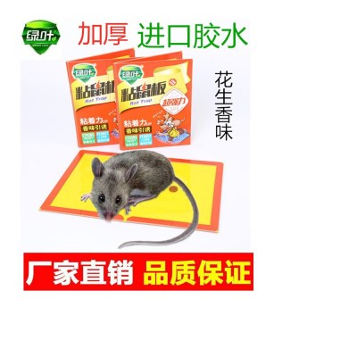 Green Leaf Gl02112 Mouse Sticker Household Super Strong Foldable Thickened Cardboard Fragrance Lure Fantastic Rattrap