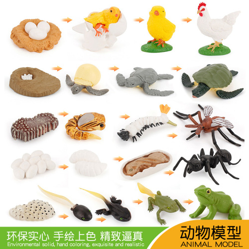 simulation animal growth insect frog mosquito ant bee butterfly turtle growth cycle children education model