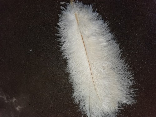 factory direct supply 35-40cm soft rod ostrich feather white black in stock wholesale custom feather down