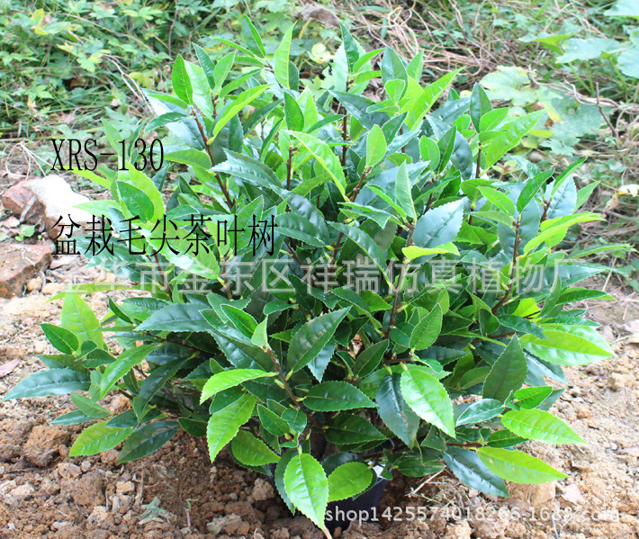 Emulational Greenery Bonsai Maojian Tea Tree Ground Bonsai Indoor and Outdoor Plant Tea Engineering 