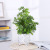 Factory Wholesale Simulation Potted Fake Flower Bonsai Home Milan Potted Flower Plant Office Simulation Green Plant