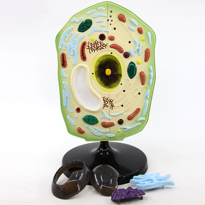 青华qh3216-2植物细胞模型 生物医学模型 实验解剖 科教仪器