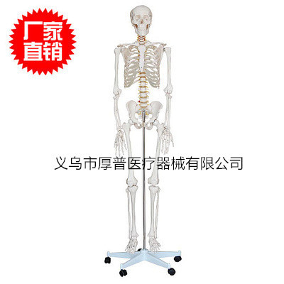人体骨骼模型180CM人体骨骼模型医学模型 医疗器械 医疗用品