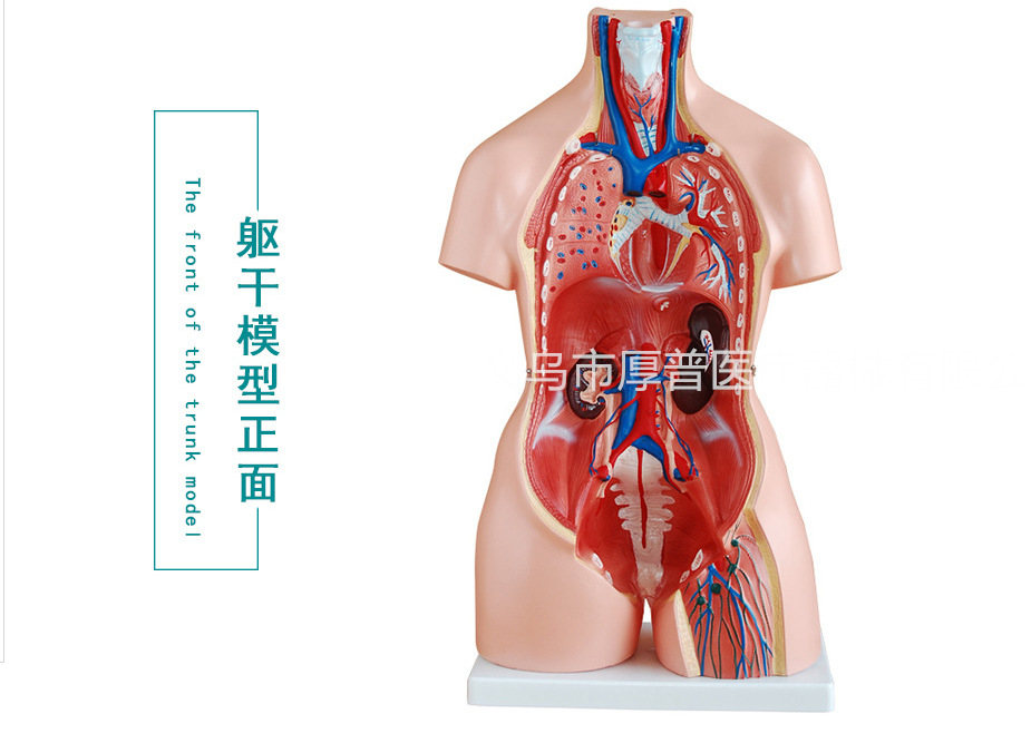 85CM三性躯干模型21件医用教学模拟人体器官 医疗器械 医疗用品