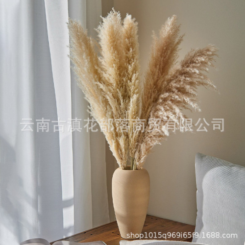 Large Reed Reed Dried Flower Wholesale Puxi Internet Celebrity Dried Flower Wedding Props soft-Fitting Window Layout Cross-Border Dried Flowers