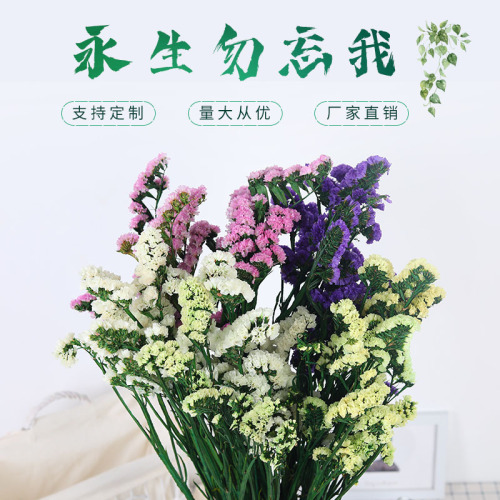 Yunnan base Forget-Me-Not Dried Flowers Wholesale Entrepreneurship Stall Color Air-Dried Flowers Bouquet Office Home Soft Clothing 