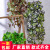 Artificial Plant Rattan Vine Green Plant Wall Ornaments Living Room Interior Chlorophytum Decorative Wall Hangings Hanging Basket Green Leaves